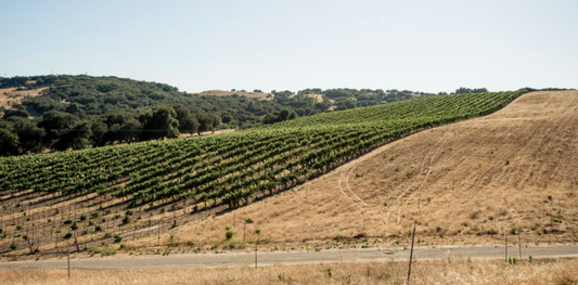 2023 Cabernet Franc