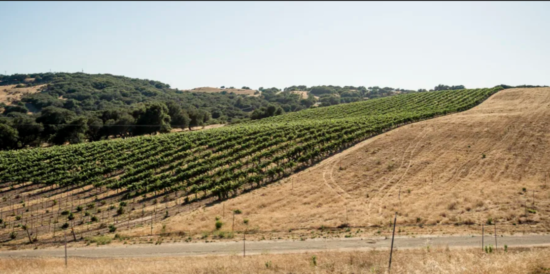 2022 Cabernet Franc Sans Soufre