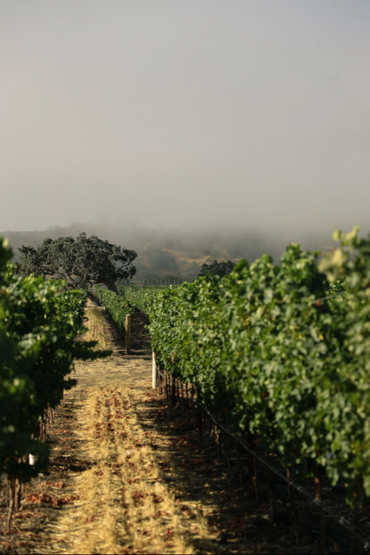 2023 Cabernet Sauvignon